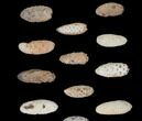 Lot: Fossil Seed Cones (Or Aggregate Fruits) - Pieces #148865-1